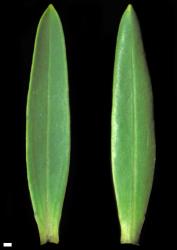 Veronica traversii. Leaf surfaces, adaxial (left) and abaxial (right). Scale = 1 mm.
 Image: W.M. Malcolm © Te Papa CC-BY-NC 3.0 NZ